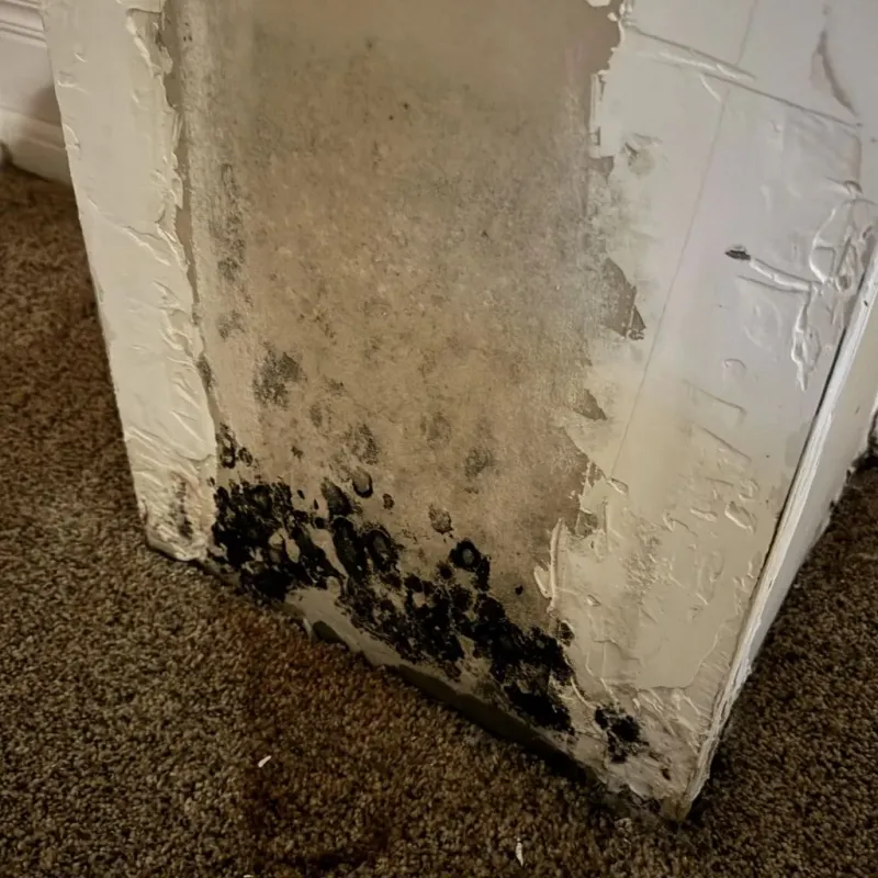 Professional Mold Removal in Bayou Gauche, LA